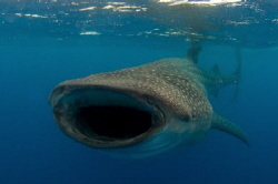 A whale Shark mouth open  and enjoying a feed by Spencer Burrows 